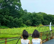 大王のひまわり？？？の巻