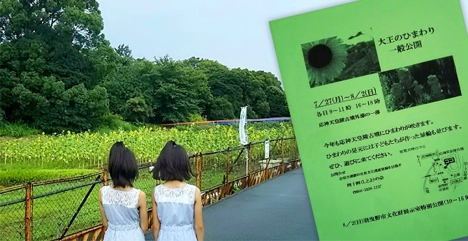 写真：大王のひまわり？？？