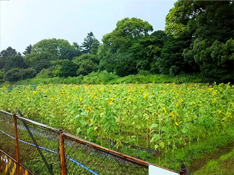写真：ひまわり